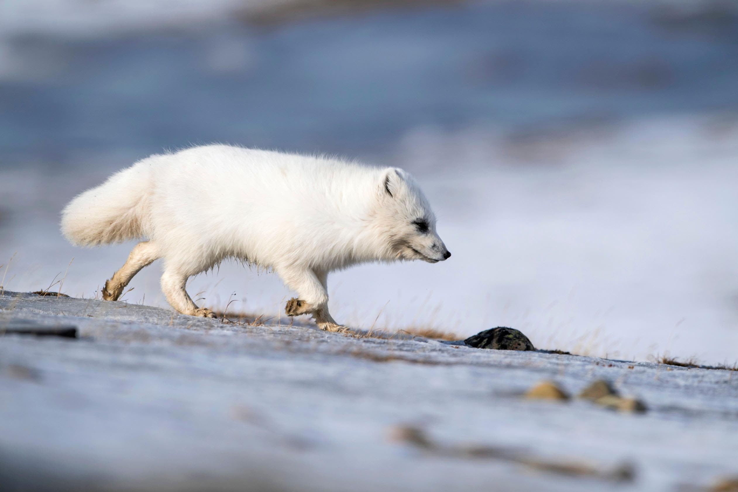 Arctic foxes scavenged leftovers from humans 42,000 years ago