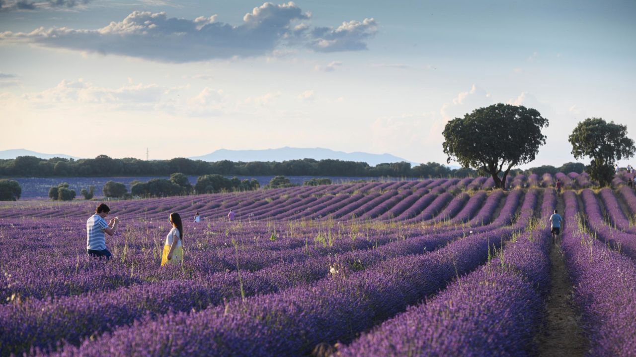<strong>Guadalajara, Spain: </strong>Pictured in mid-July, the village of Brihuega in central Spain is known for its aromatic and colorful fields of lavender. 