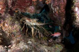 A healthy Caribbean spiny lobster knows to avoid an infected lobster by smelling the chemicals in its urine. 