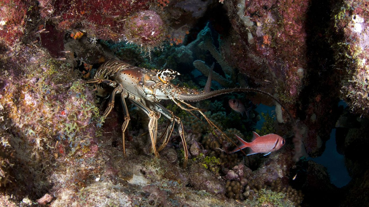 A healthy Caribbean spiny lobster knows to avoid an infected lobster by smelling the chemicals in its urine.