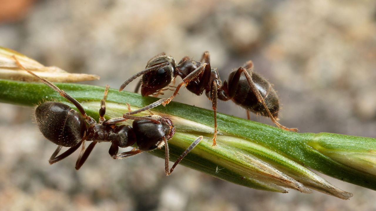 Garden ants have been shown to practice social distancing when one of their own is sick. 