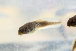 An American bullfrog tadpole can smell the chemicals from an infected tadpole so it knows to stay away.