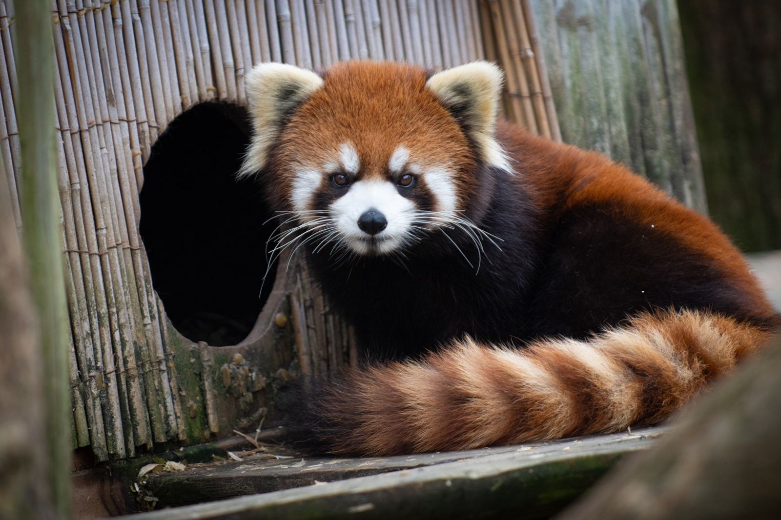 A red panda missing from her habitat at an Ohio zoo has been found