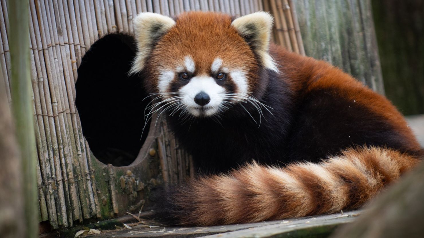 A young red panda that went missing at the Columbus Zoo and Aquarium has been found, the zoo said.