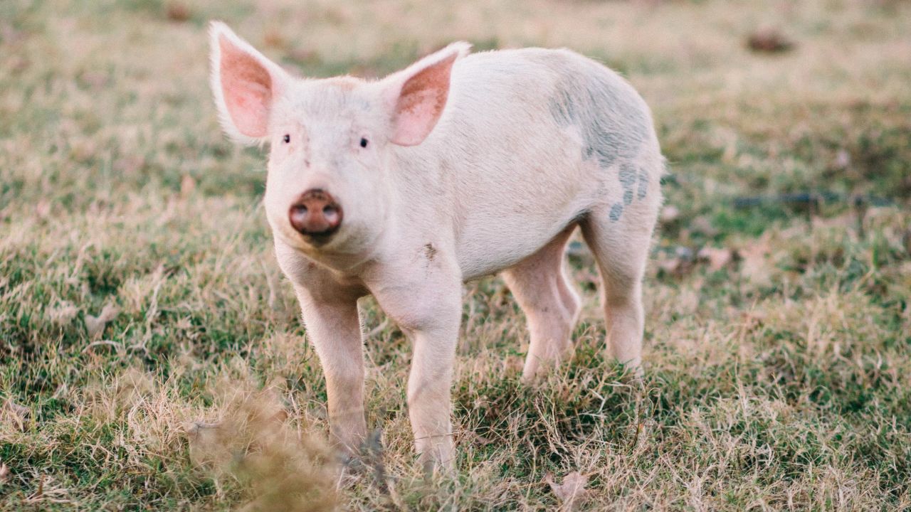 George Roberts' farm includes a variety of livestock.