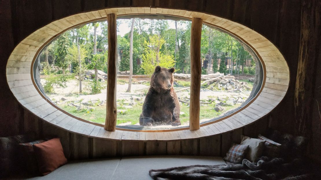 A nosy brown bear gazes into a guestroom at Pairi Daiza Resort.