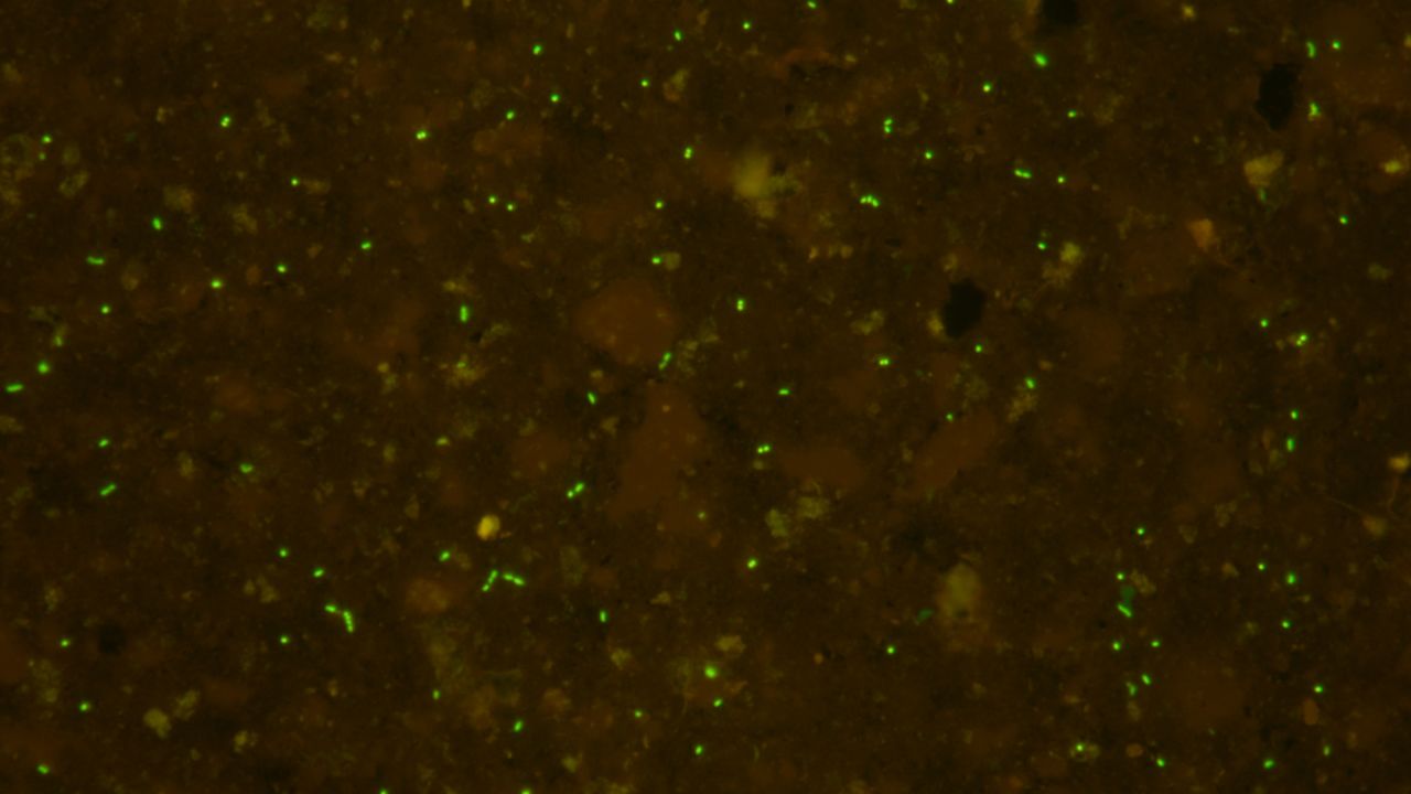 Pictured is a fluorescence microscopy image of the samples of 13 million-year-old microbes after cell separation (before cell sorting). Still there were many sediment particles remaining.