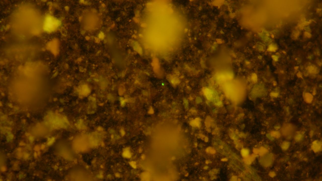Pictured is a fluorescence microscopy image of the samples of 13 million-year-old sediment before cell purification processes. There were highly abundant sediment particles seen.