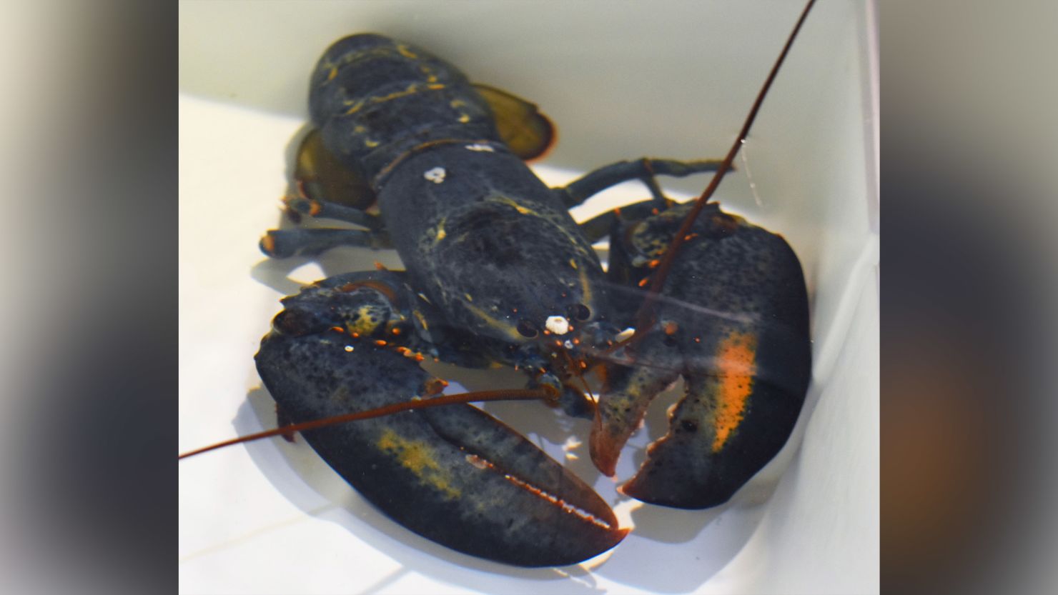 The Akron Zoo landed a rare find recently, adopting a blue lobster from a nearby Red Lobster after restaurant employees recognized the rarity of the blue shell.