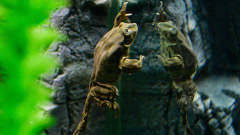 A Titicaca "scrotum frog" in an aquarium exhibit at the Denver Zoo in March 2016.