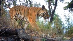 An endangered tiger in western Thailand caught on camera