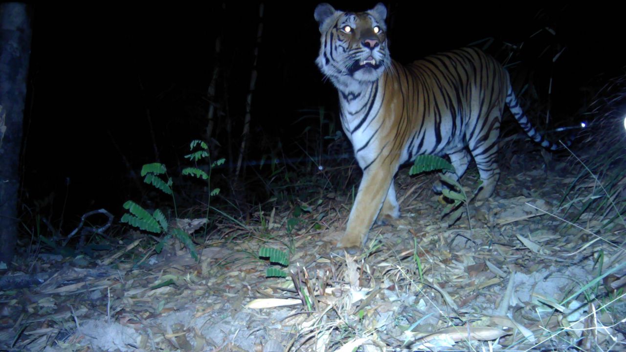 There are though to be about 160 wild tigers left in Thailand.