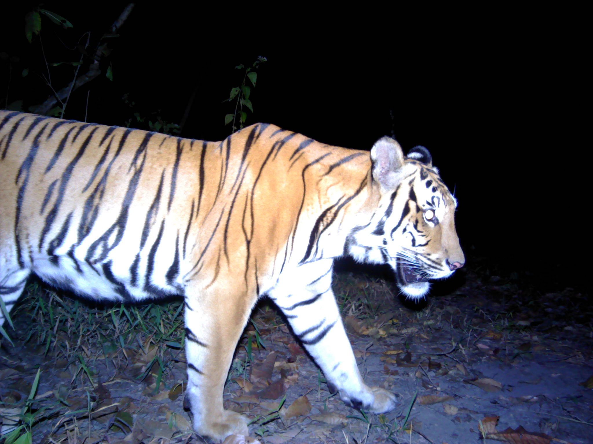 Critically endangered Indochinese tiger cubs found in Thai jungle, World  News