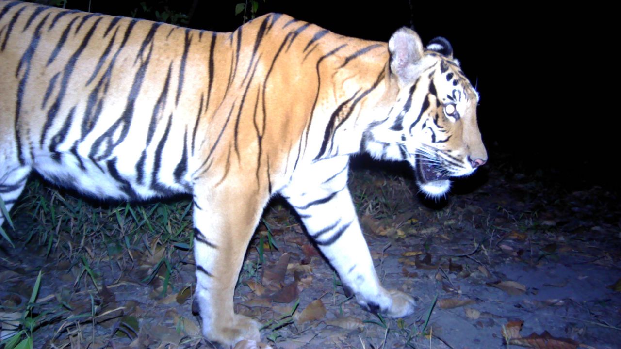 Remote camera traps captured three young Indochinese tigers over a period of several months in western Thailand.