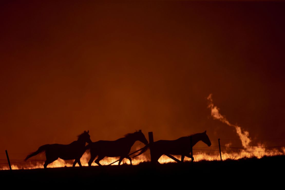Horses near a fire in Canberra, Australia, on February 1.