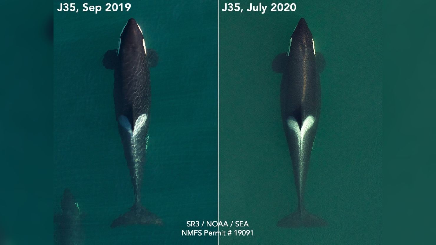 Aerial images of Tahlequah in September 2019, left, and more recently in July 2020, in her last stages of  pregnancy.