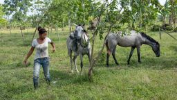 Colombia. The daughter-in-law of Hernan Bedoya, Doris Buelva, collects the horses to return to their neighbouring homestead.