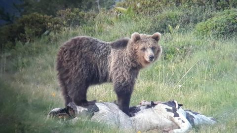 The bear, which has escaped its electrified enclosure, is known to have attacked livestock in the region.