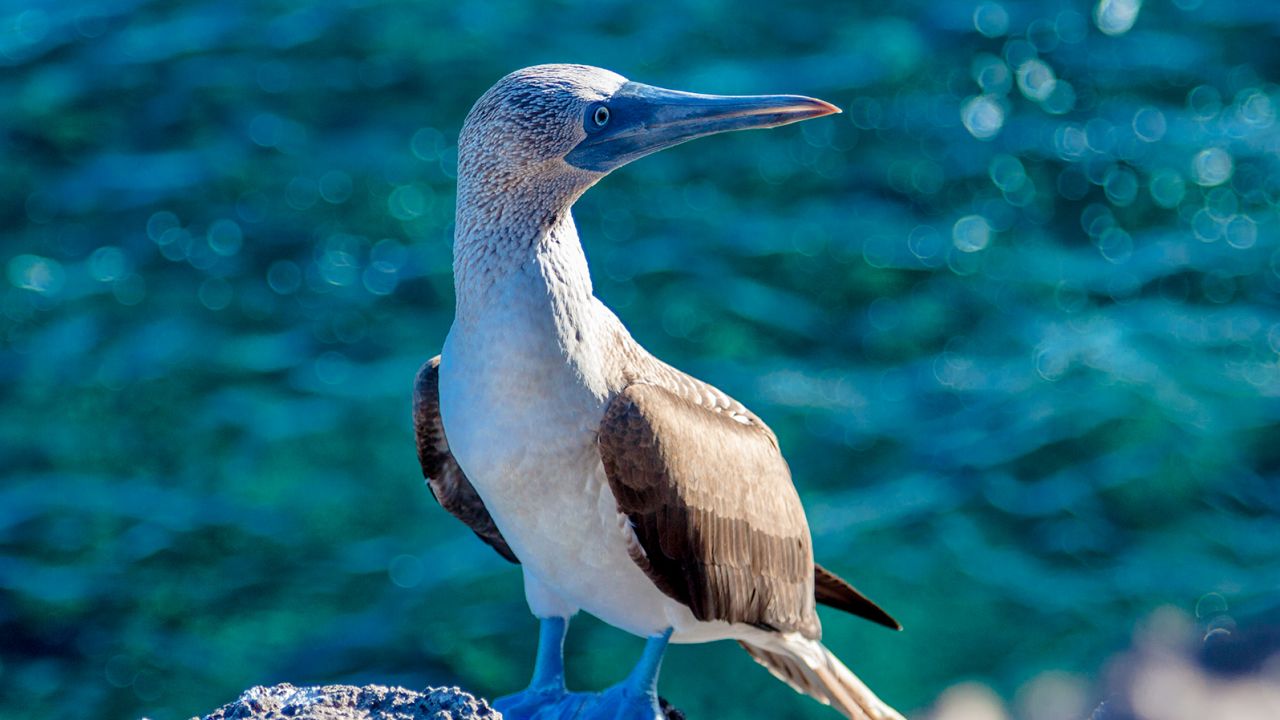 The Galapagos draws visitors with its amazing diversity of wildlife -- including the blue-footed boobie.