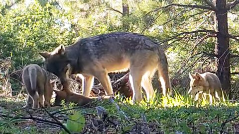 This June 2019 photo from remote camera video provided by the California Department of Fish and Wildlife shows an adult wolf and three pups in Lassen County in Northern California.