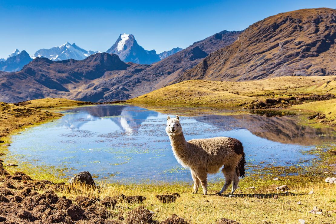 The couple's travels have included scenic alpaca encounters in the Andes of Peru.