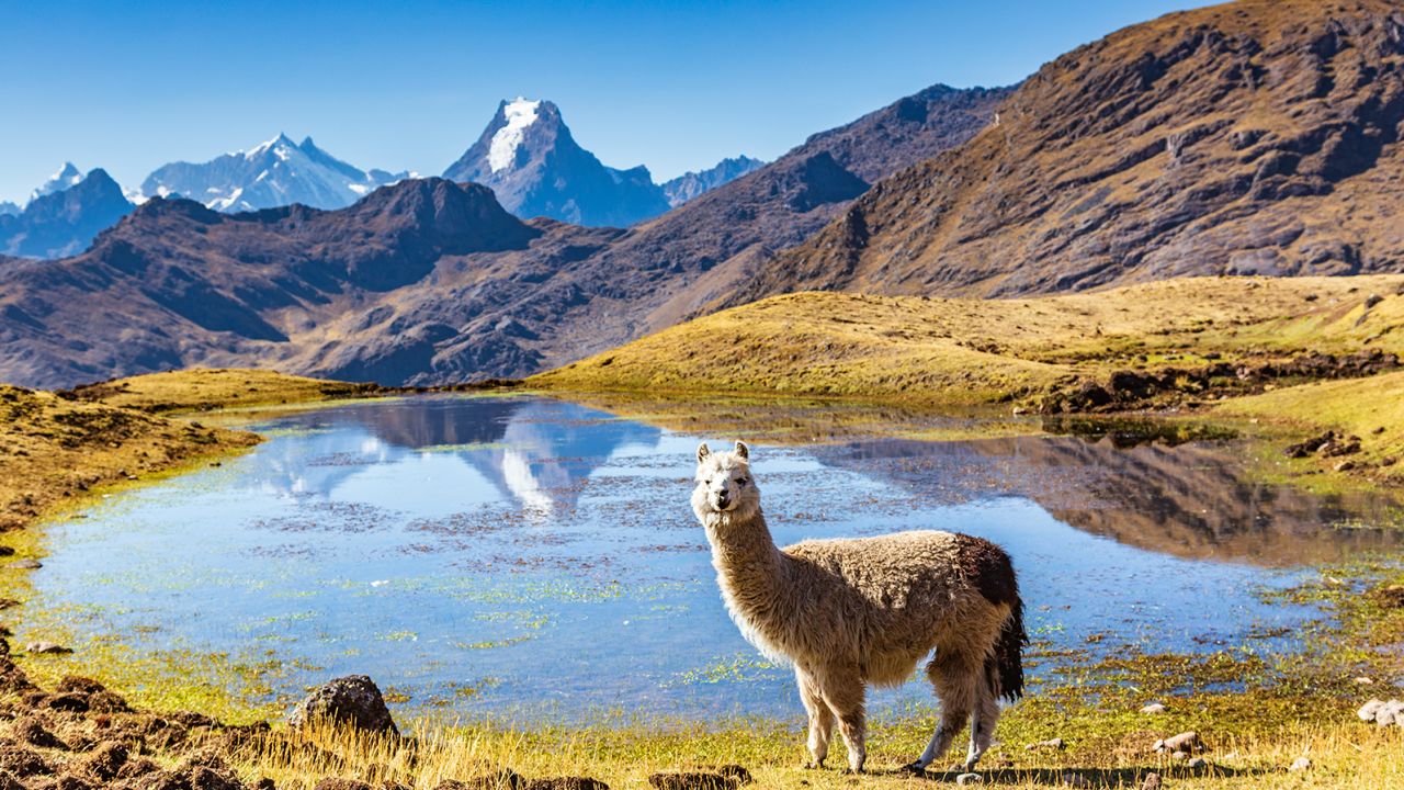 The couple's travels have included scenic alpaca encounters in the Andes of Peru.