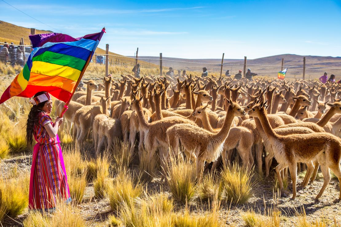 The pair attended the annual Chacu festival in Peru during which wild vicuna are rounded up to be sheared.