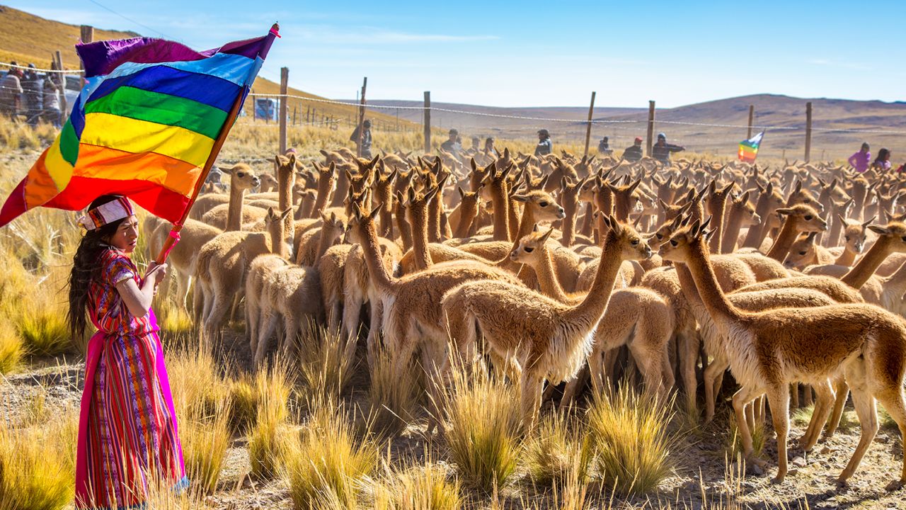 The pair attended the annual Chacu festival in Peru during which wild vicuna are rounded up to be sheared.