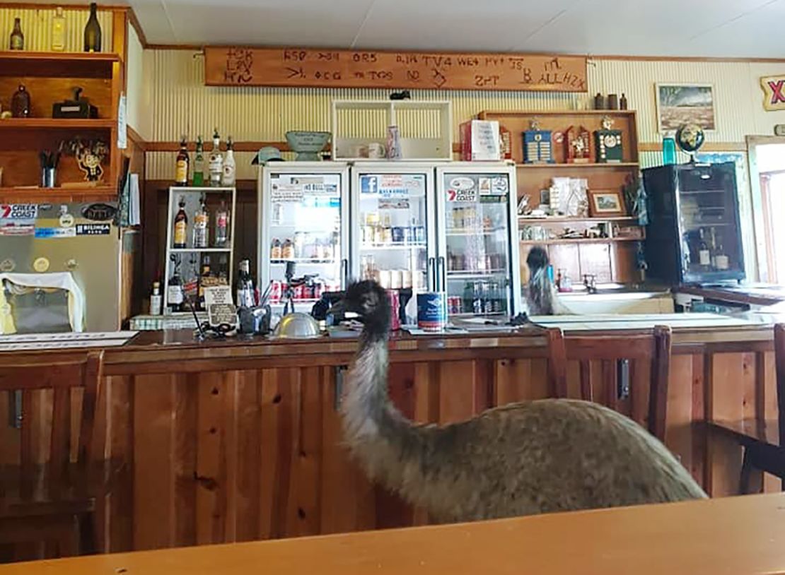 Last year, emu siblings Kevin and Carol managed to gain access to the Yaraka Hotel bar.