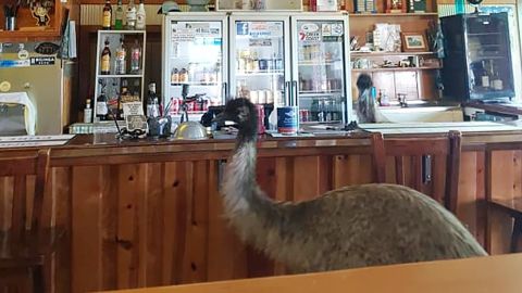 Last year, emu siblings Kevin and Carol managed to gain access to the Yaraka Hotel bar.

 