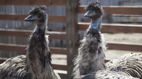 Emus are pictured at an ostrich farm, in the village of Chikcha, Tyumen region, Russia on April 30, 2020. 