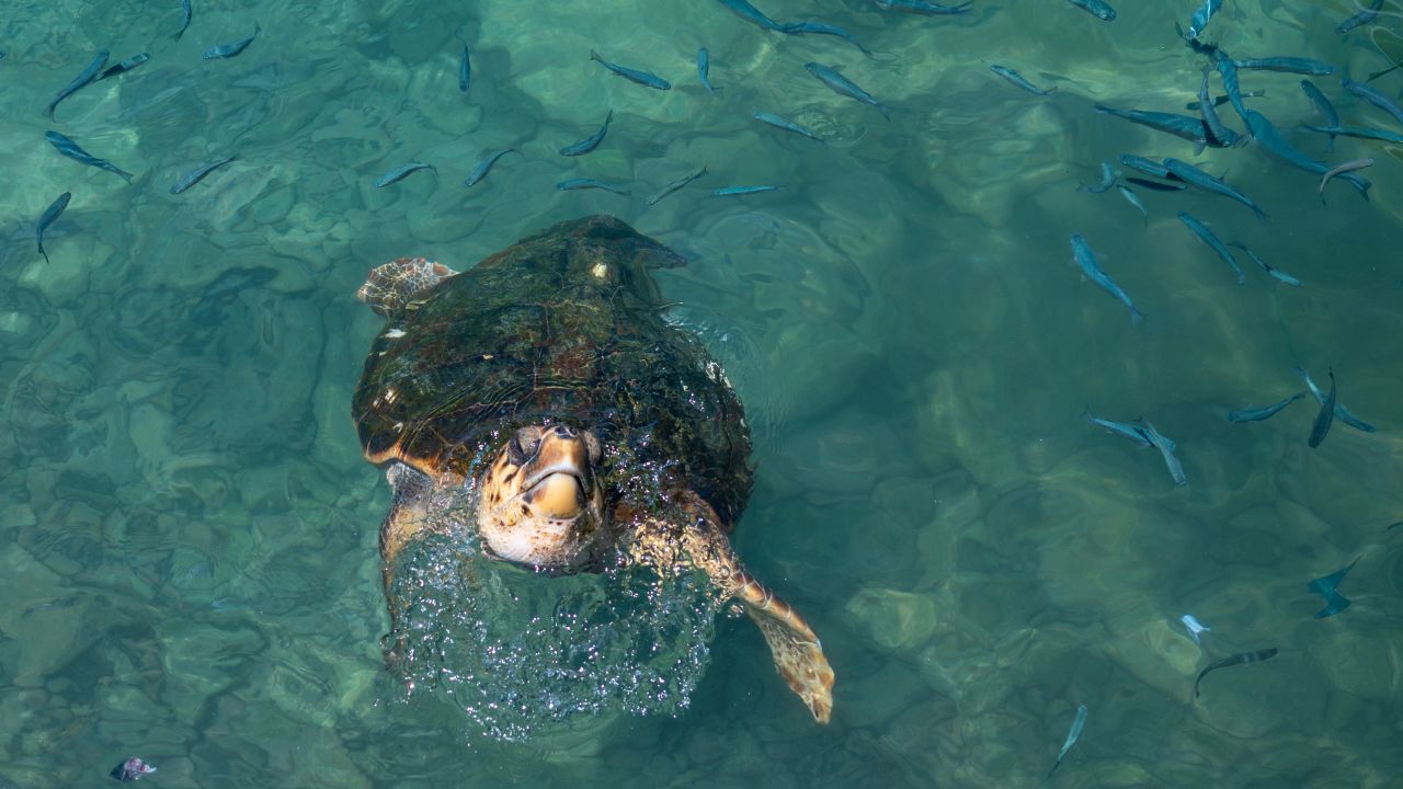 <strong>Unexpected visitor:</strong> This friendly guy visiting the shoreline dinner table of Limeni wasn't wearing a face mask.