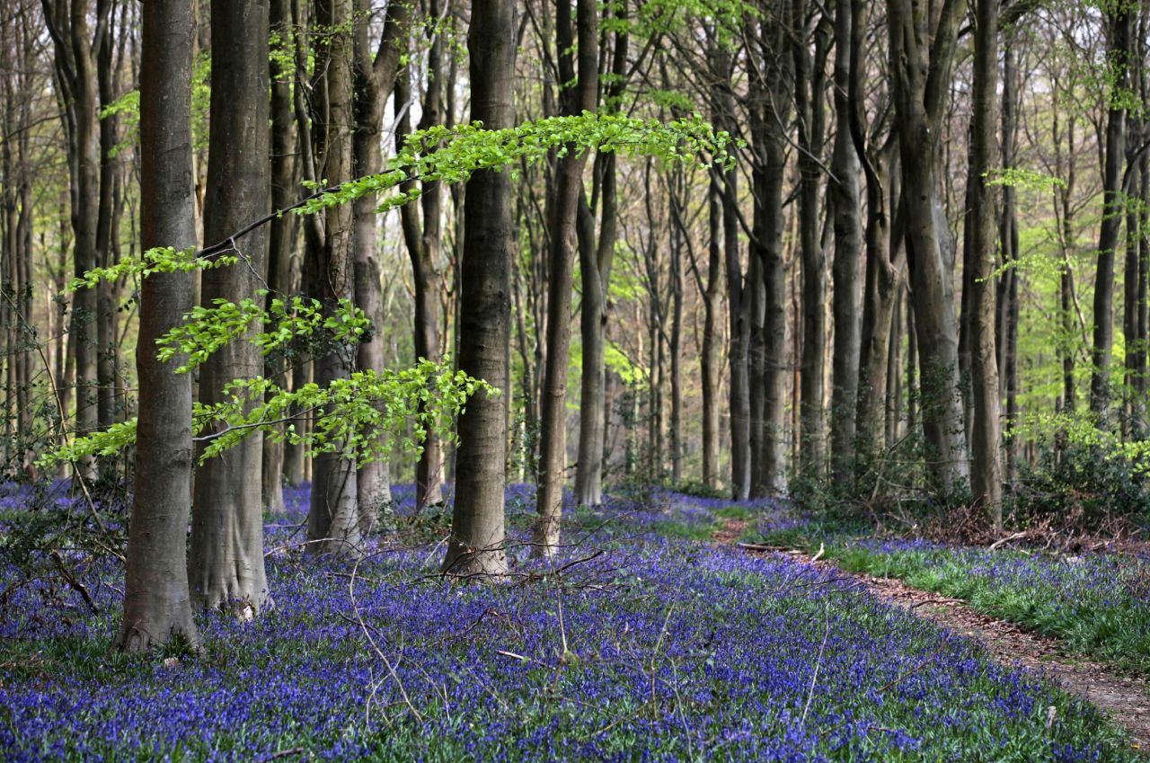 Bluebells blooming in West Woods, England, in April 2011.