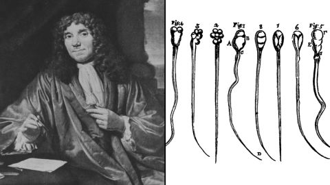 Antonie van Leeuwenhoek, who invented the compound microscope, was the first to peer at the movement of human sperm -- his own.