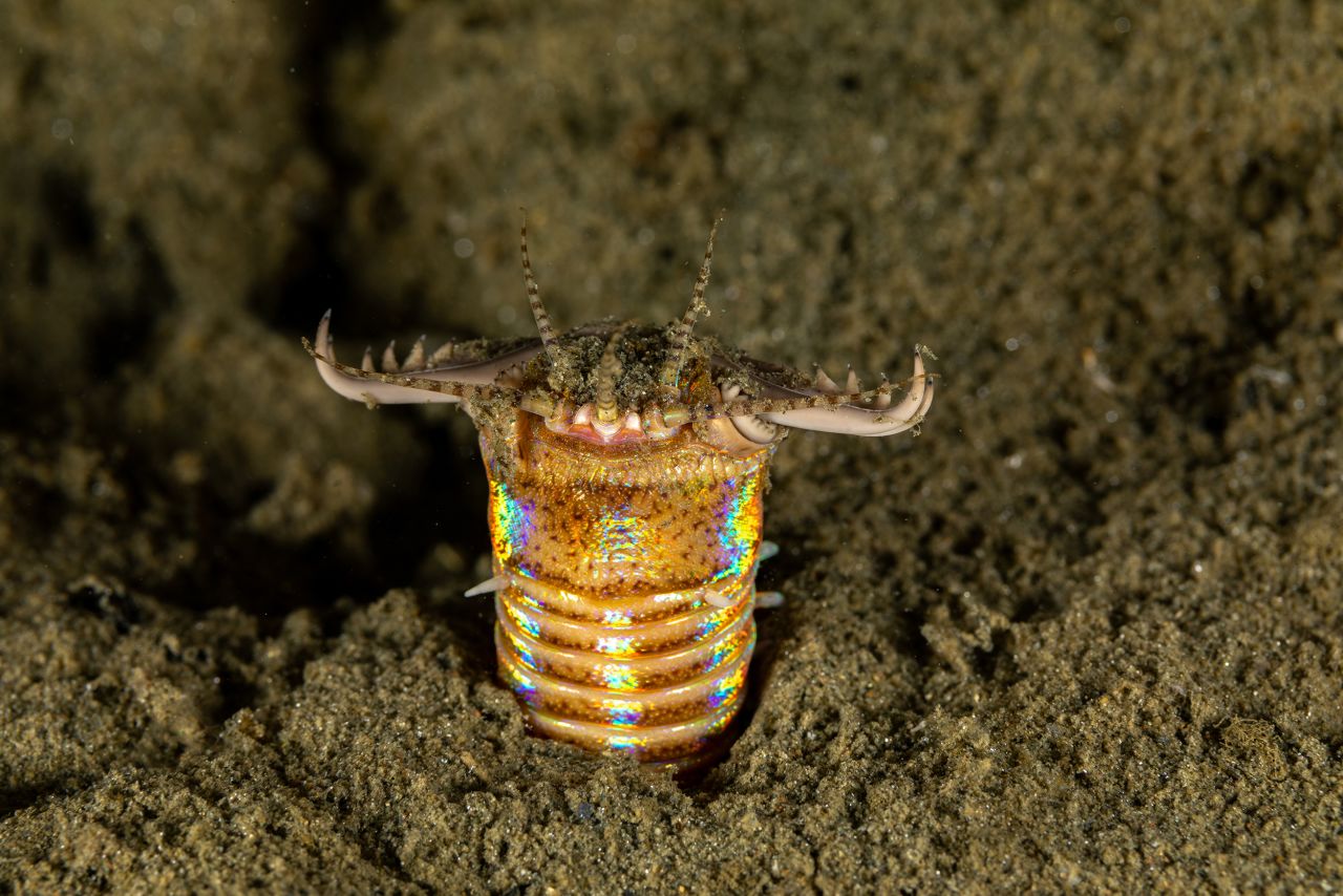 Invertebrates: Meet 8 of the weirdest spineless creatures | CNN Invertebrates: Meet 8 of the weirdest spineless creatures | CNN