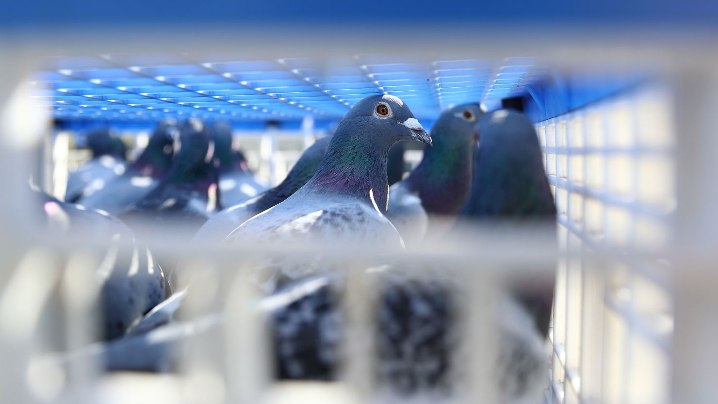 Racing pigeons, not those being sent to the Barcelona event, in a cage.