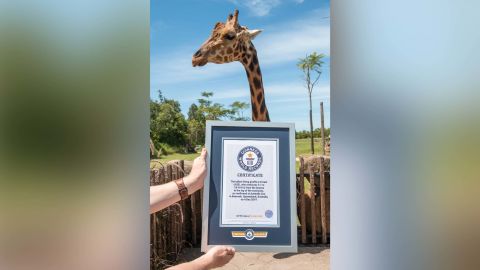 Forest, a 12-year-old giraffe at Australia Zoo in Queensland has been confirmed as the world's tallest giraffe, standing at a towering 5.7 m (18 ft 8 in). 