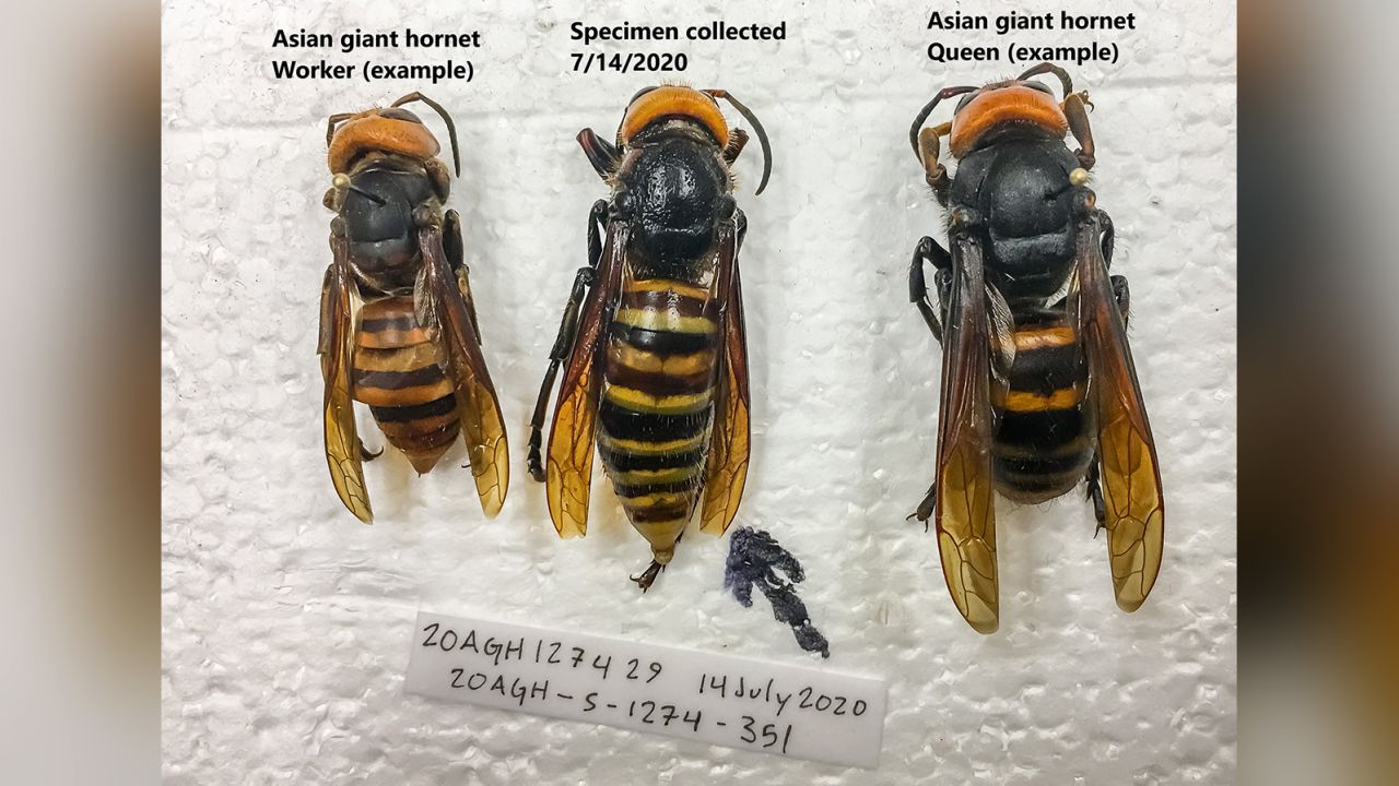 02 wa murder hornet