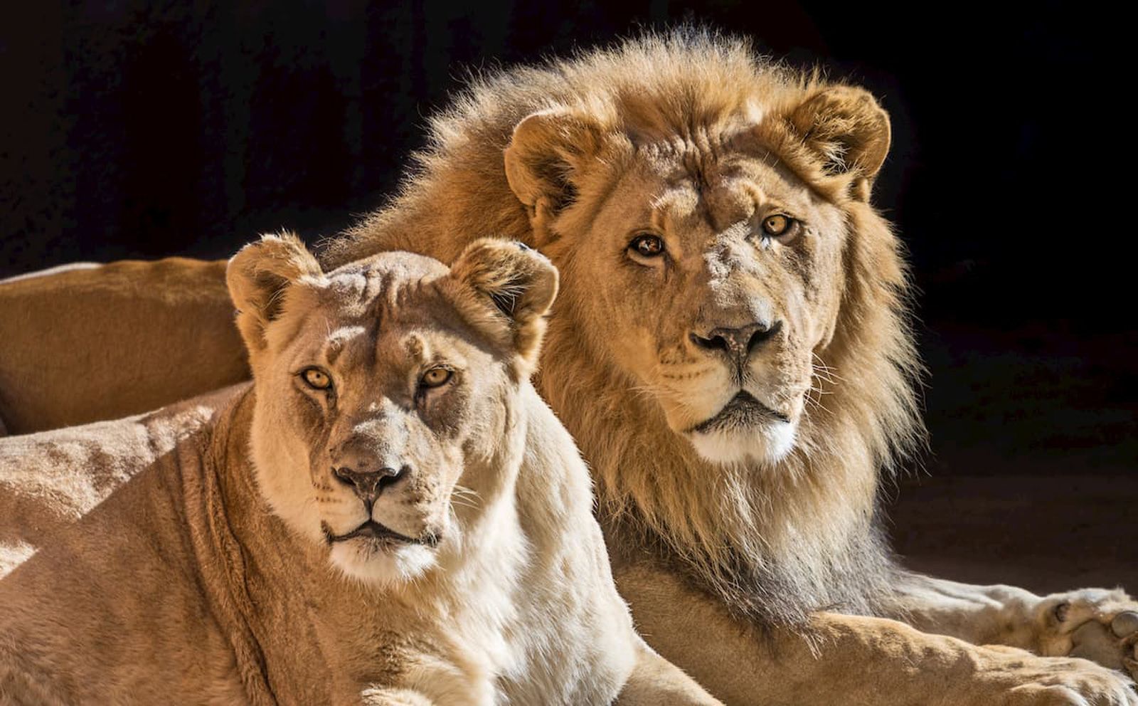 Hubert and Kalisa: . Zoo's African lions were euthanized after  age-related health problems | CNN