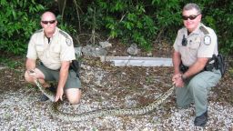 Five thousand Burmese pythons have been removed from the Everglades, according to the Florida Fish and Wildlife Conservation Commission.