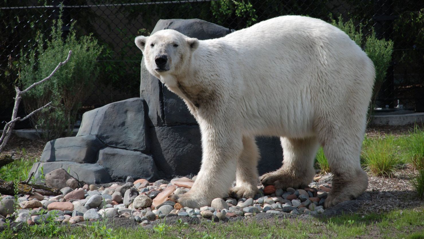Buzz the polar bear had suffered health problems due to suspected neurological issues, the zoo said.