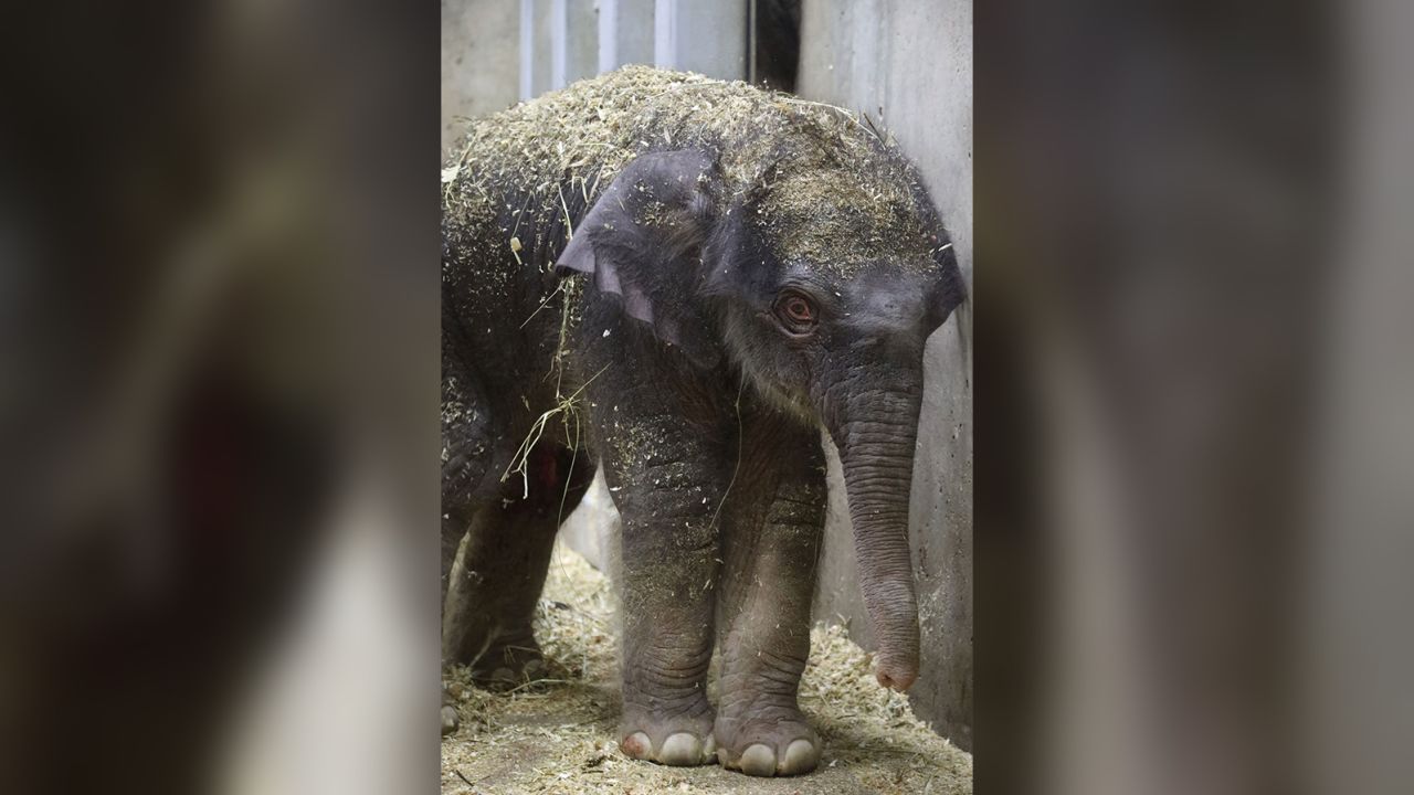 A 27-day old baby elephant died at the St. Louis Zoo Sunday.
