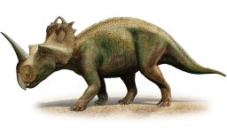 Centrosaurus apertus, a prehistoric era dinosaur from the Late Cretaceous period.