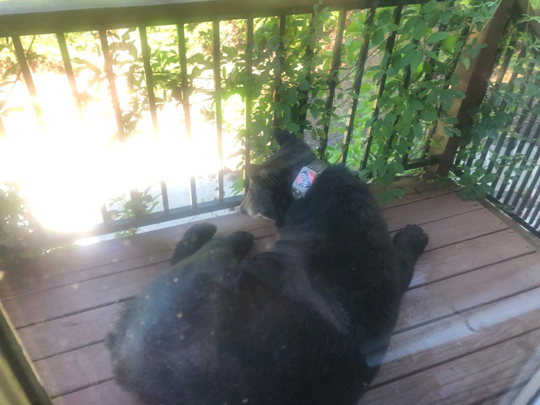 The bear, with adorned sticker, was seen on Champan's porch.
