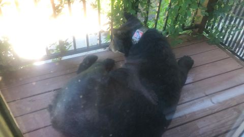 The bear, with adorned sticker, was seen on Champan's porch.