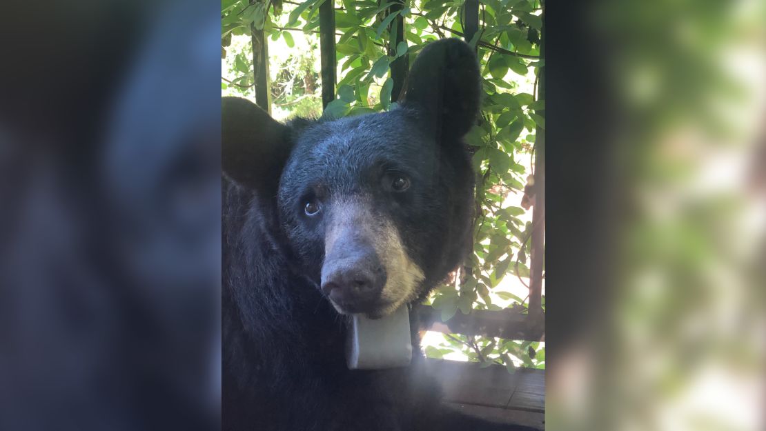 Chapman told HAB that she found the bear on her front porch on July 31.