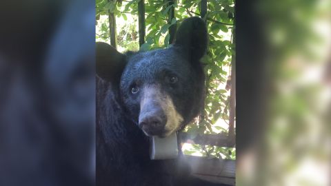 Chapman told HAB that she found the bear on her front porch on July 31.