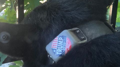 The Trump 2020 sticker was seen attached to the bear's tracking collar, according to photographs obtained by CNN.