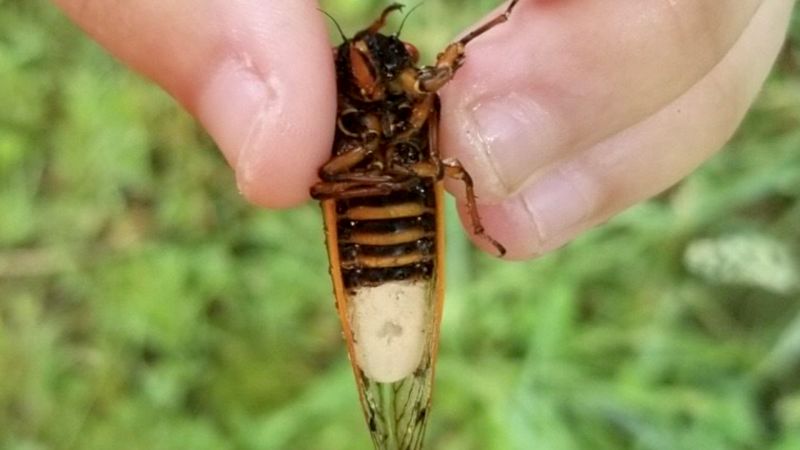 Psychedelic Cicada hot Haze