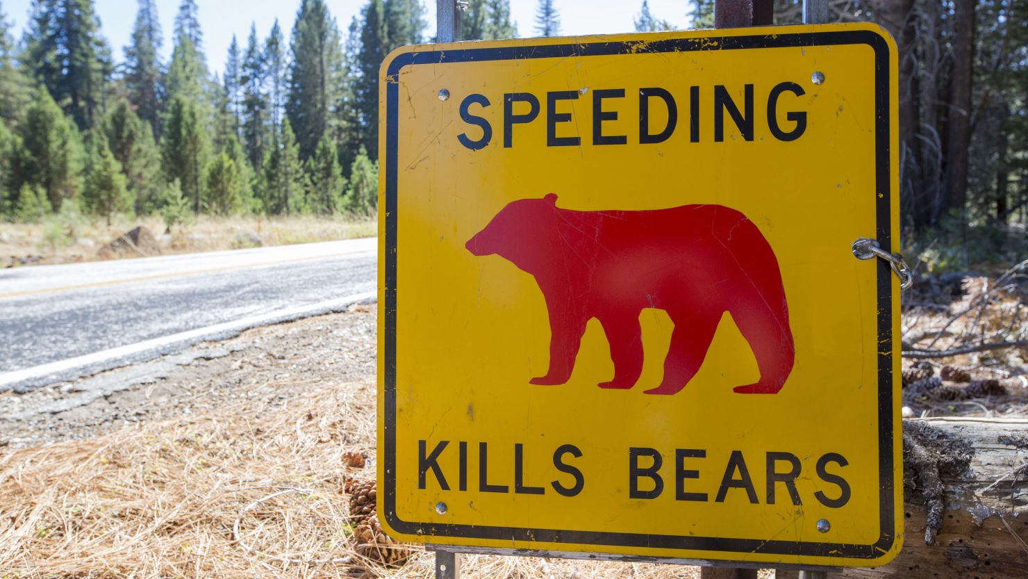A yellow "Speeding Kills Bears" sign in Yosemite National Park, each sign marks a spot where a bear has been killed by traffic. 
